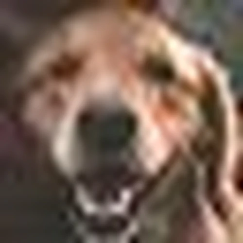 Service dog Unknown