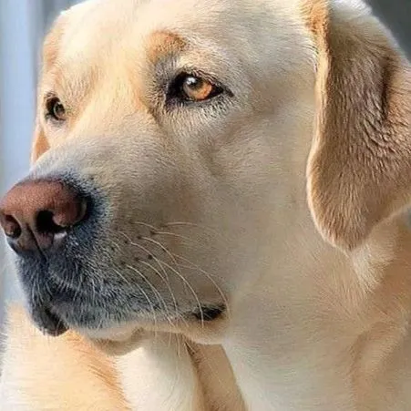 Service dog Unknown
