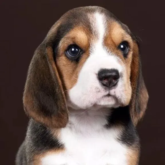 Service dog Unknown