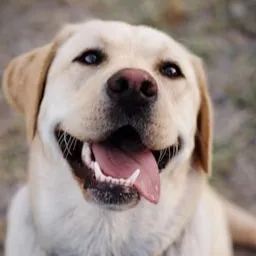Service dog Unknown