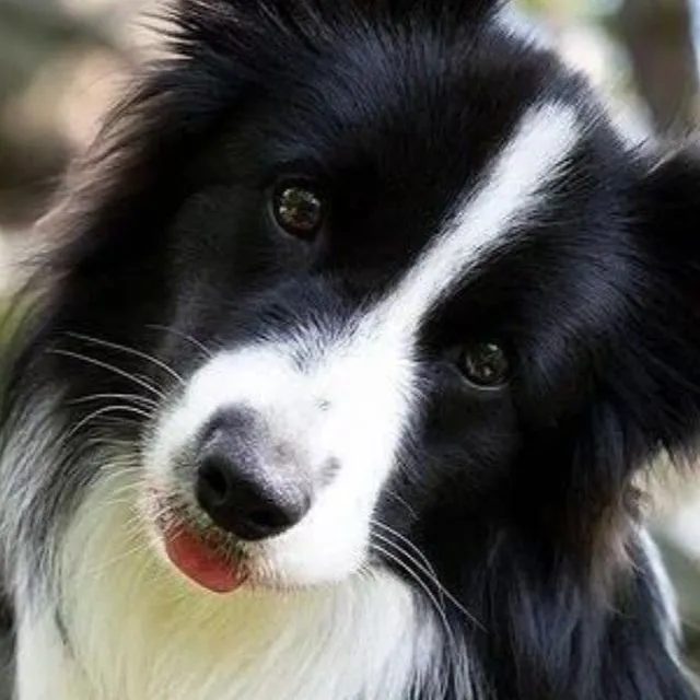 Service dog Unknown