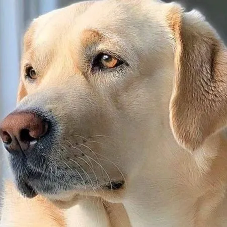 Service dog Unknown