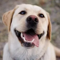 Service dog Unknown