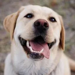 Service dog Unknown