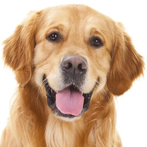 Service dog Unknown