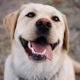 Service dog Unknown