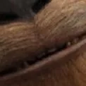 Service dog Unknown