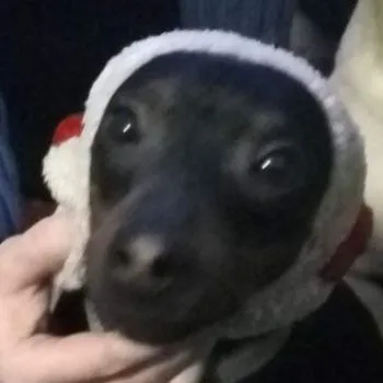 Service dog Unknown