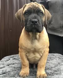 Service dog standards resources